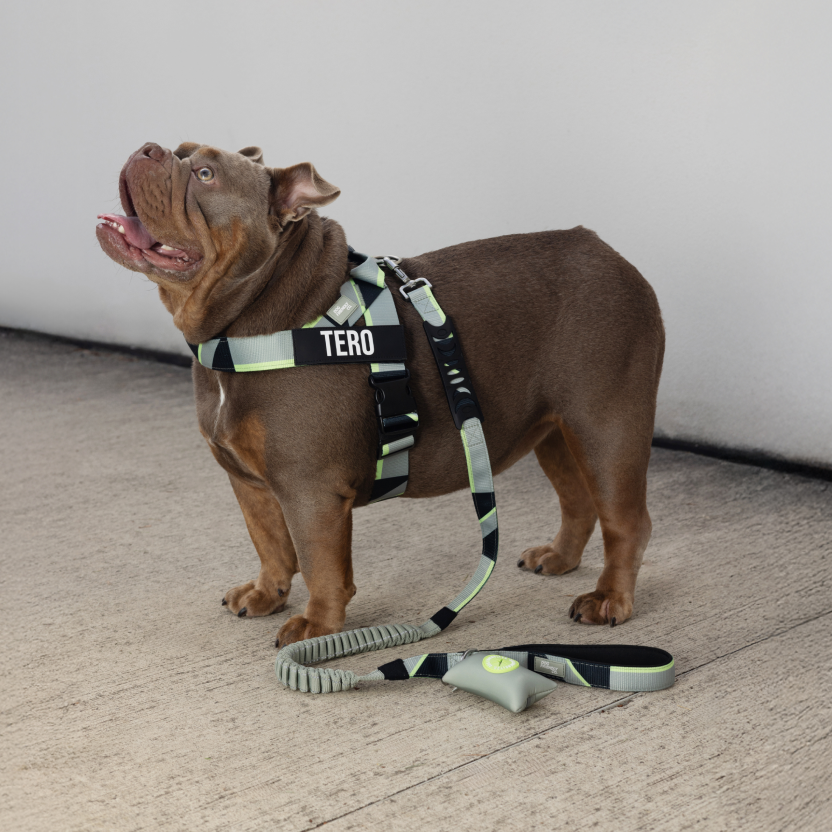 Bungee Dog Leash product image 86
