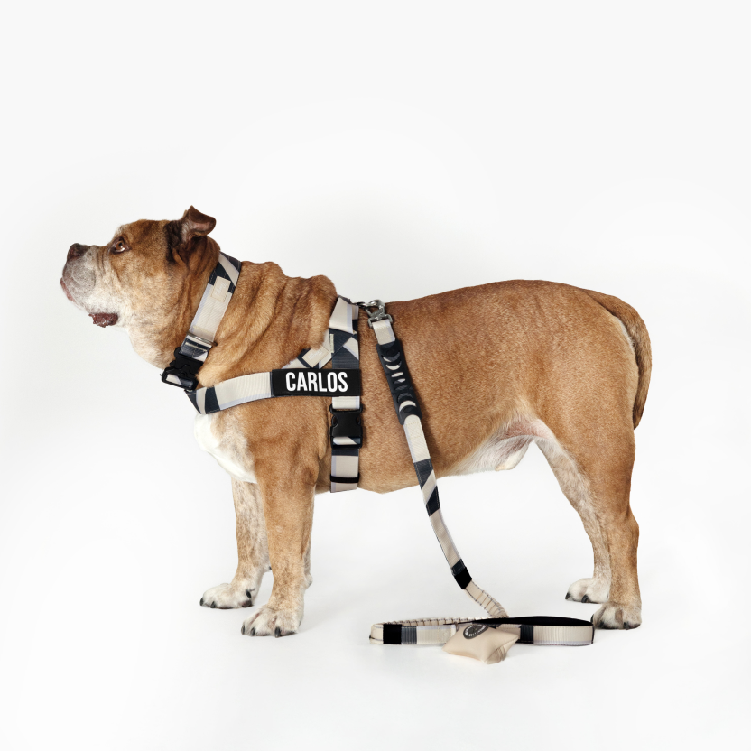 Bungee Dog Leash product image 87