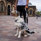 Bungee Dog Leash product image 88