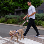 Bungee Dog Leash product image 90