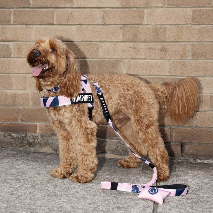 Bungee Dog Leash product image 91
