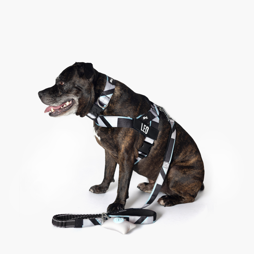 Bungee Dog Leash product image 93