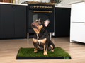 French bulldog sitting on a DoggieLawn grass pad with tray in a modern kitchen.