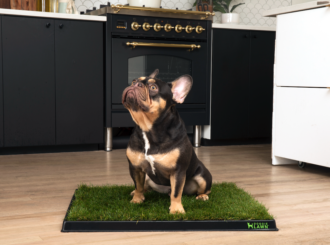 French bulldog sitting on a DoggieLawn grass pad with tray in a modern kitchen.