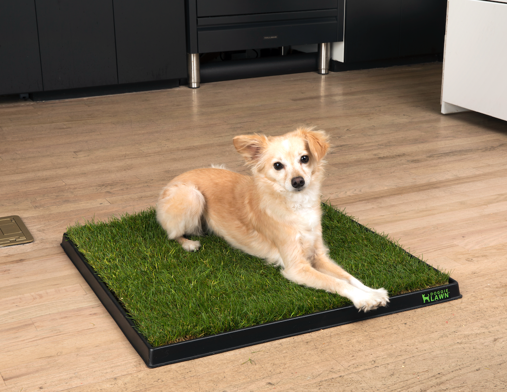 Small tan dog resting on a DoggieLawn grass pad held in a black plastic tray on a kitchen floor.