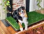 Australian shepherd resting on an indoor dog grass pad with tray on a wood floor.