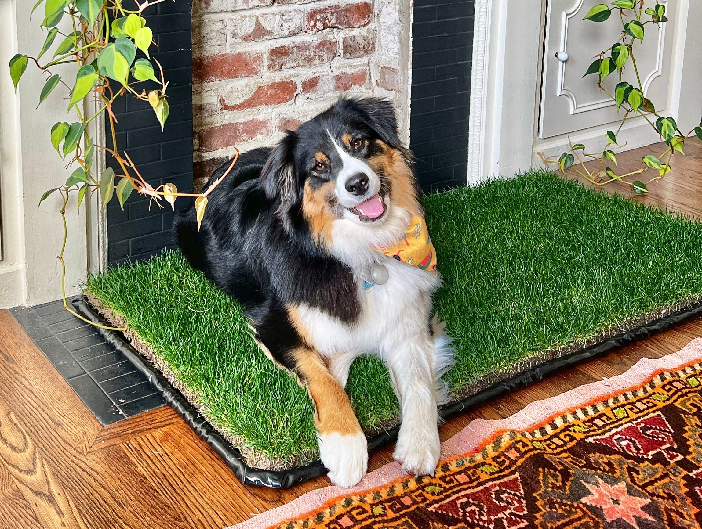 Australian shepherd resting on an indoor dog grass pad with tray on a wood floor.