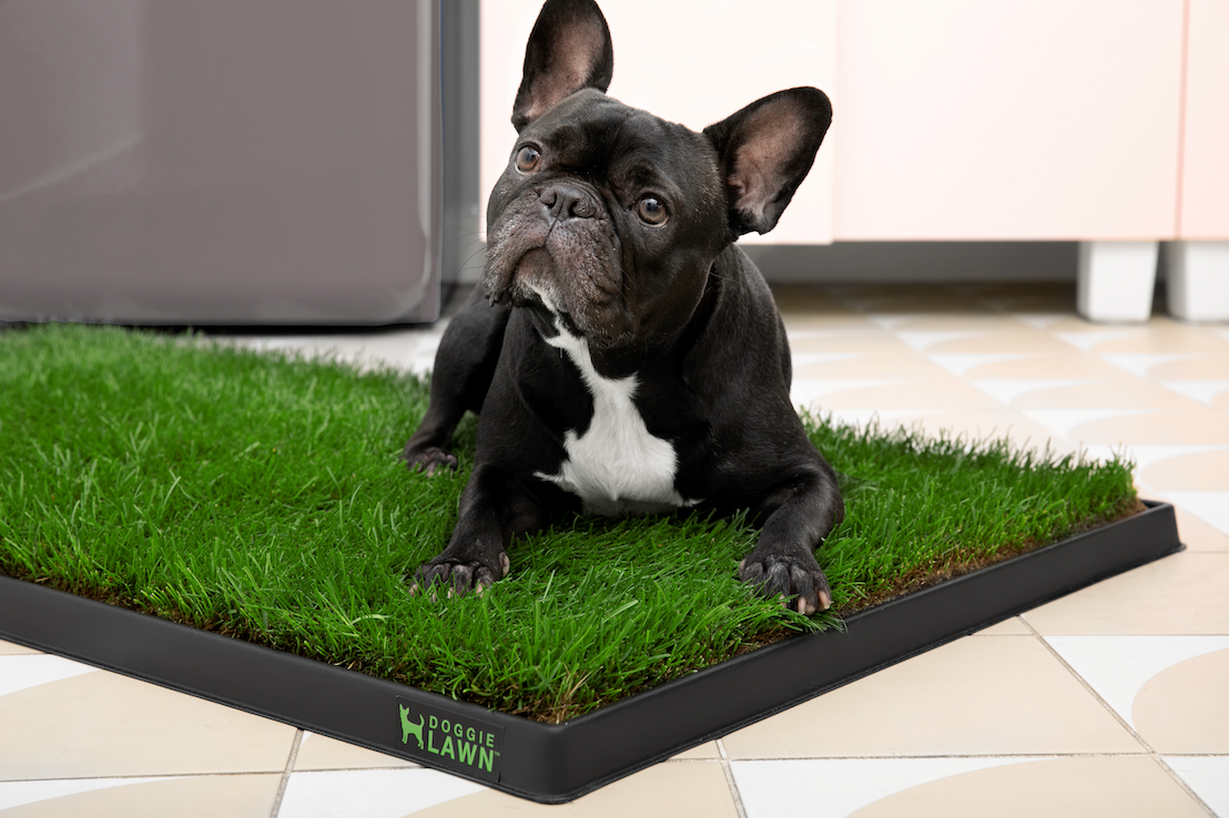 French bulldog resting on a dog grass pad with tray on a tiled kitchen floor.