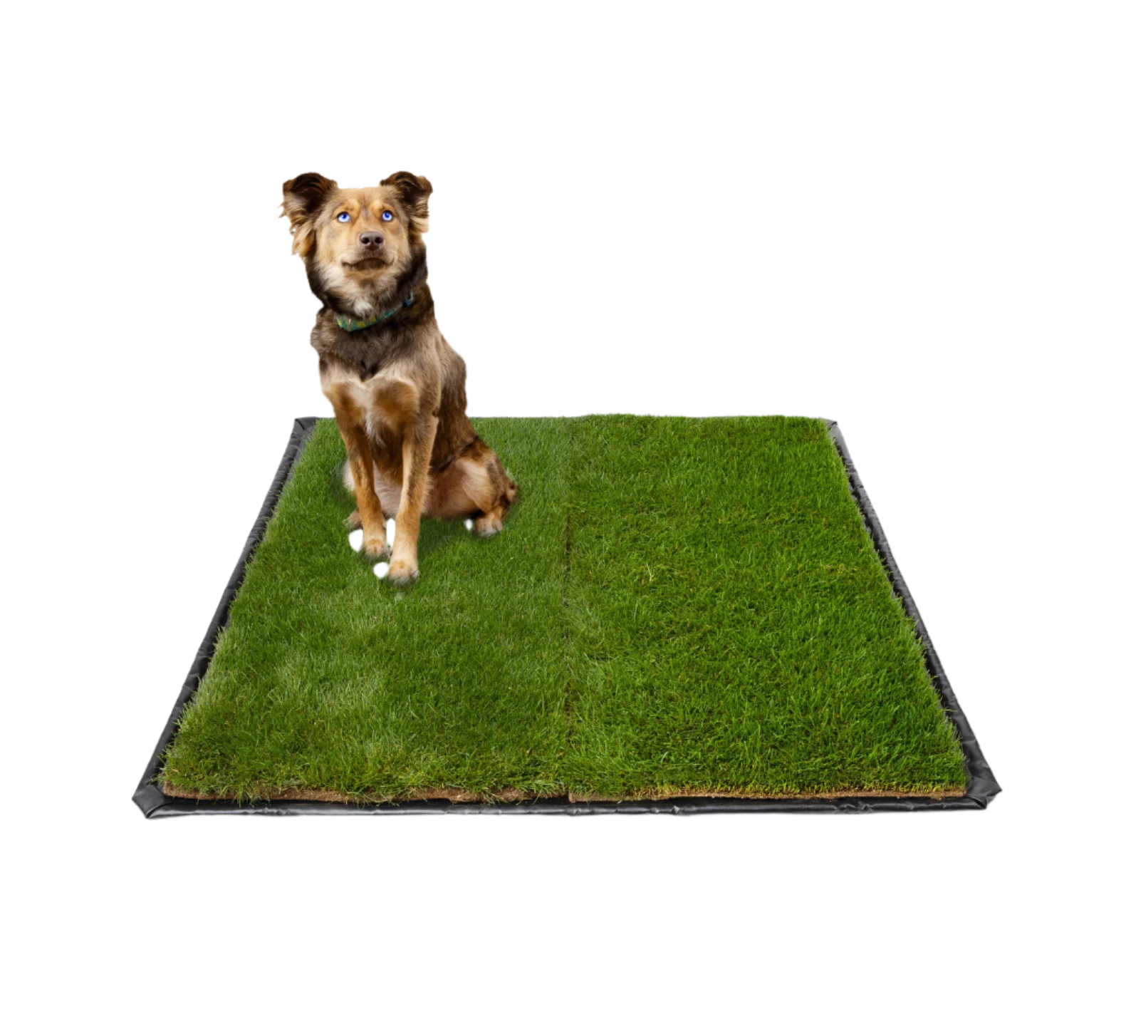 Medium brown and black dog sitting on a double-size DoggieLawn real grass dog potty pad with tray.