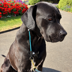 Rope Slip Dog Collar product image 7