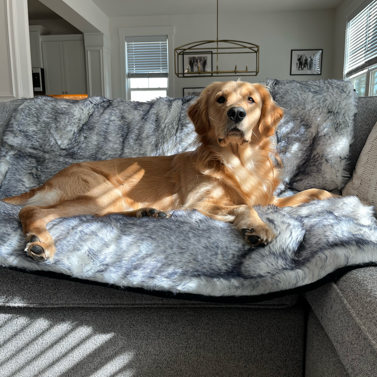 Waterproof Dog Blanket product image 4
