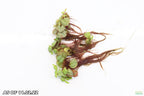 Red Root Floaters_Floating Aquarium Plants_Aquarium Plant For Sale