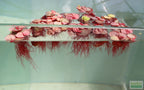 Live Red Root Floater Aquarium Plant product image 7