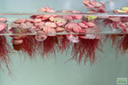 Live Red Root Floater Aquarium Plant product image 8
