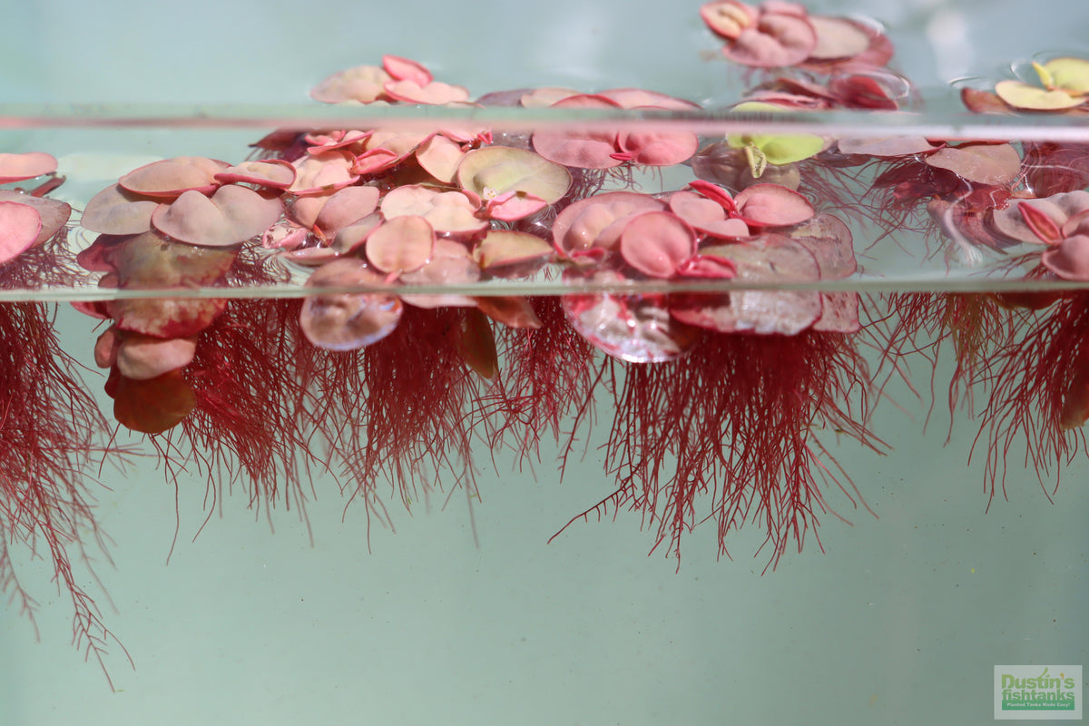 Live Red Root Floater Aquarium Plant product image 8