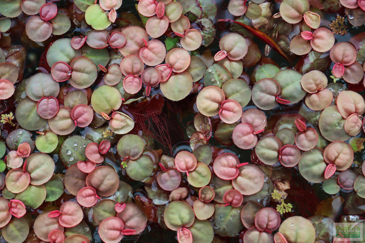 This is a mix of Red Root floaters with some of it growing in less light- The light green is the indicator of lower light at some point. THE MORE RED- The MORE LIGHT.