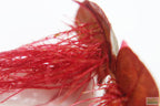 Live Red Root Floater Aquarium Plant product image 10
