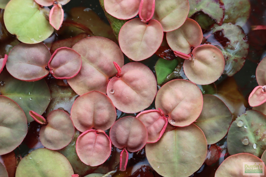 Live Red Root Floater Aquarium Plant product image 12
