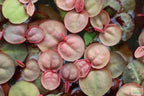 Live Red Root Floater Aquarium Plant product image 12
