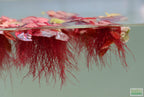 Live Red Root Floater Aquarium Plant product image 13