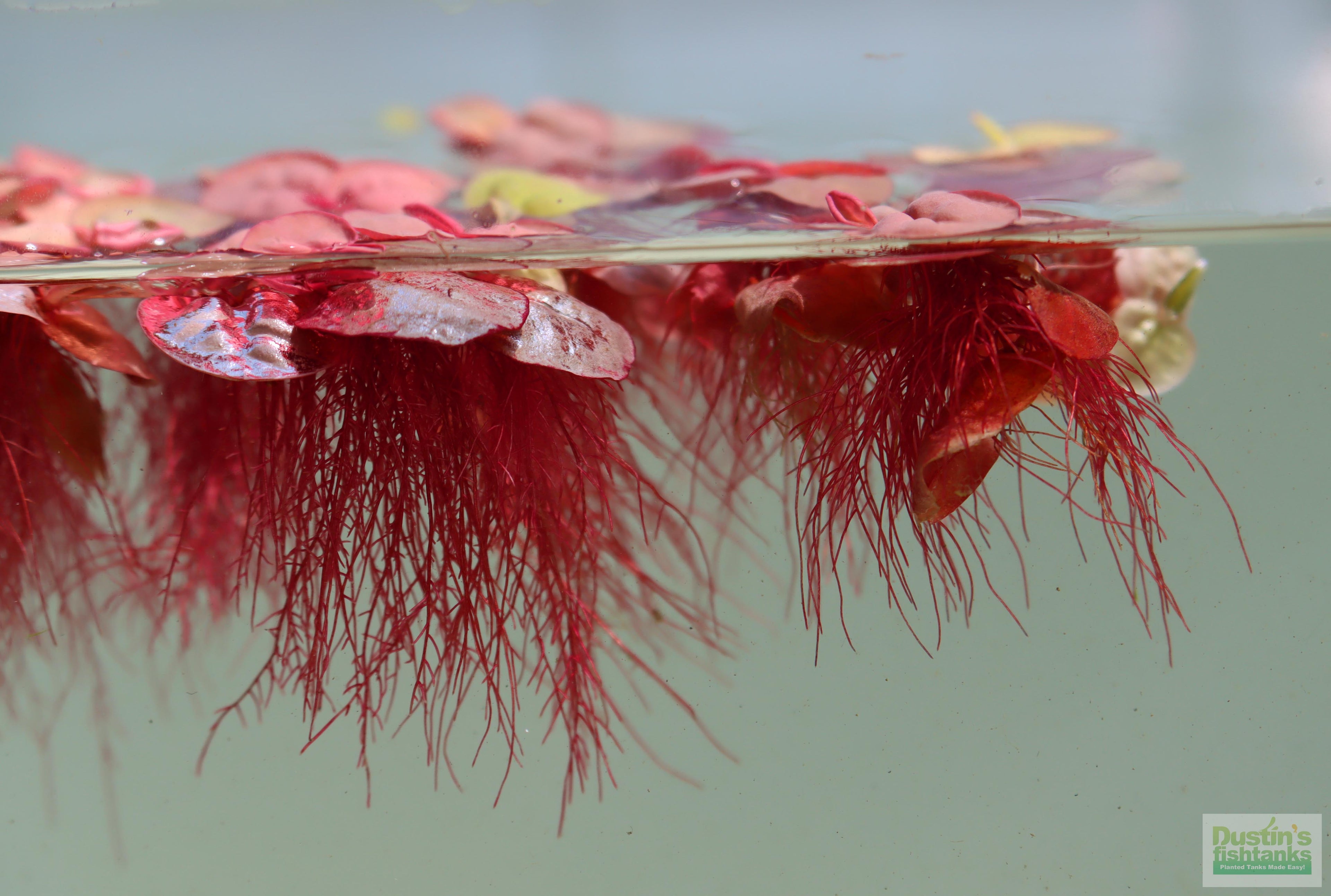 Live Red Root Floater Aquarium Plant product image 13