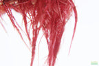 Live Red Root Floater Aquarium Plant product image 14