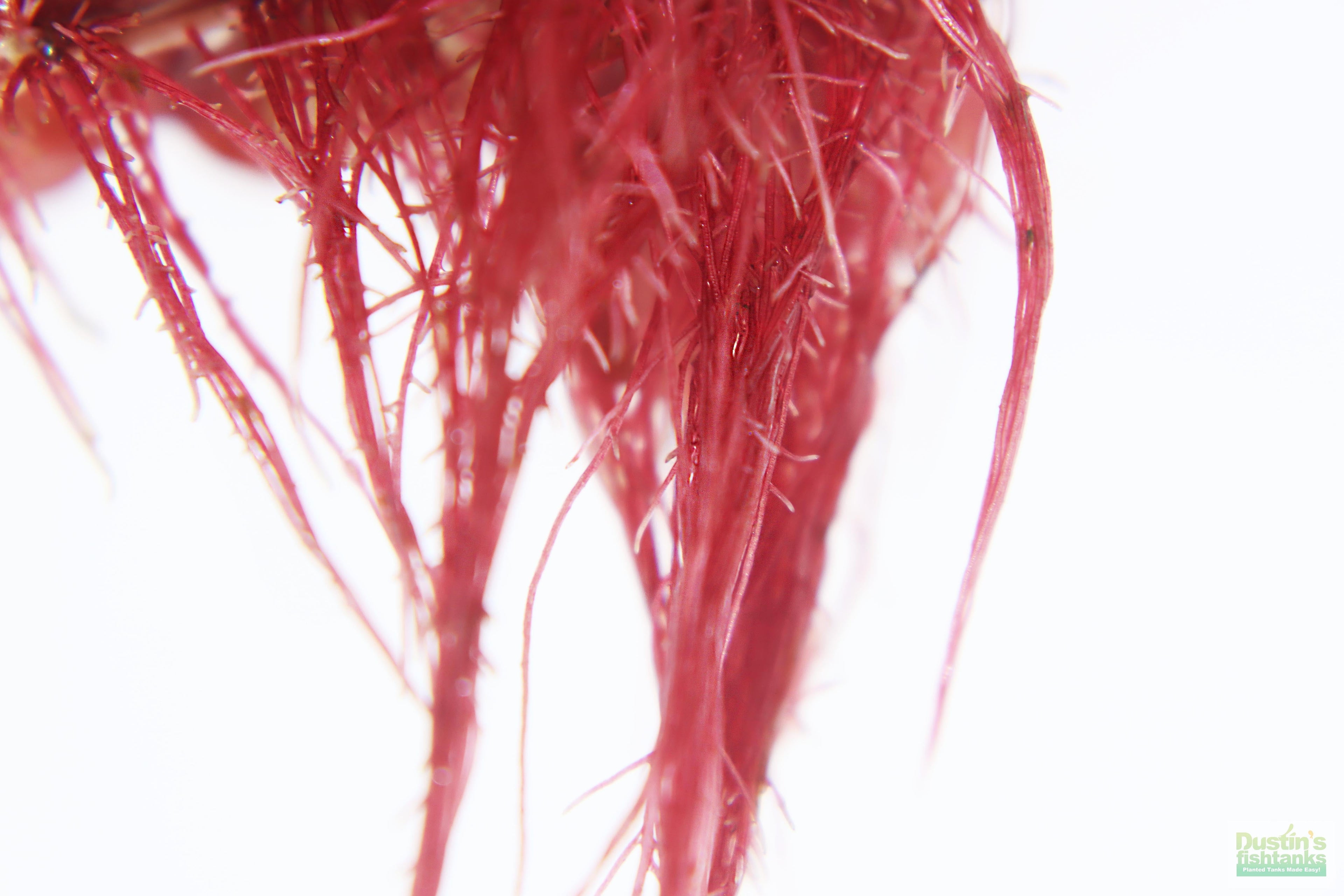 Live Red Root Floater Aquarium Plant product image 14