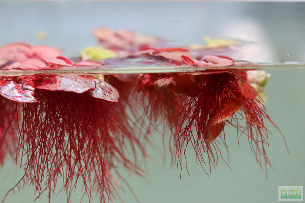 Live Red Root Floater Aquarium Plant product image 15
