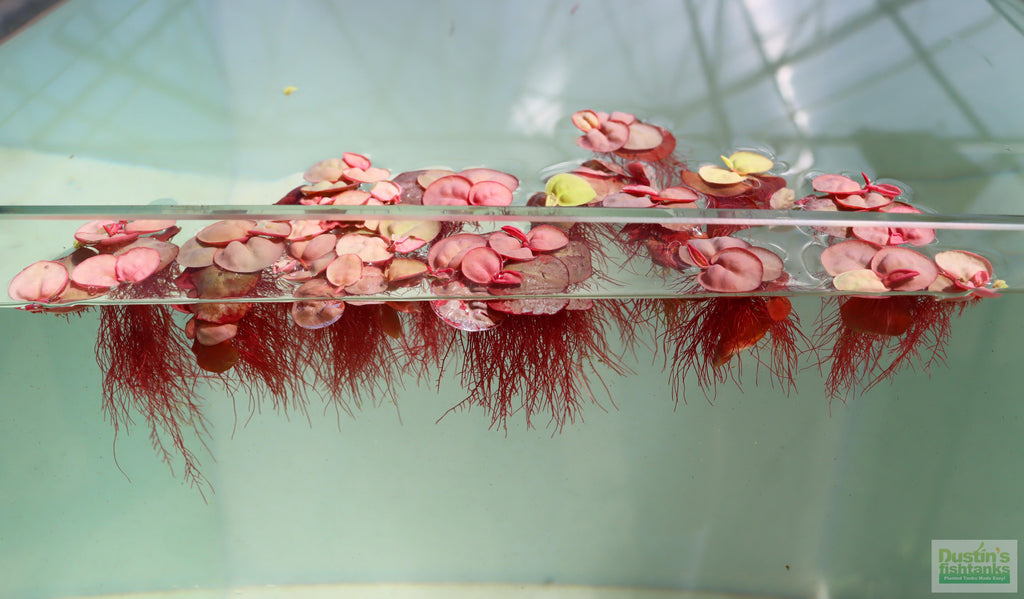 Live Red Root Floater Aquarium Plant product image 16