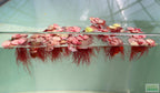 Live Red Root Floater Aquarium Plant product image 16