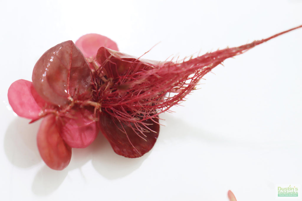 Live Red Root Floater Aquarium Plant product image 17
