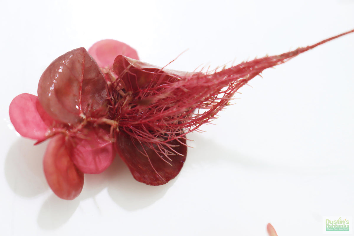 Live Red Root Floater Aquarium Plant product image 17
