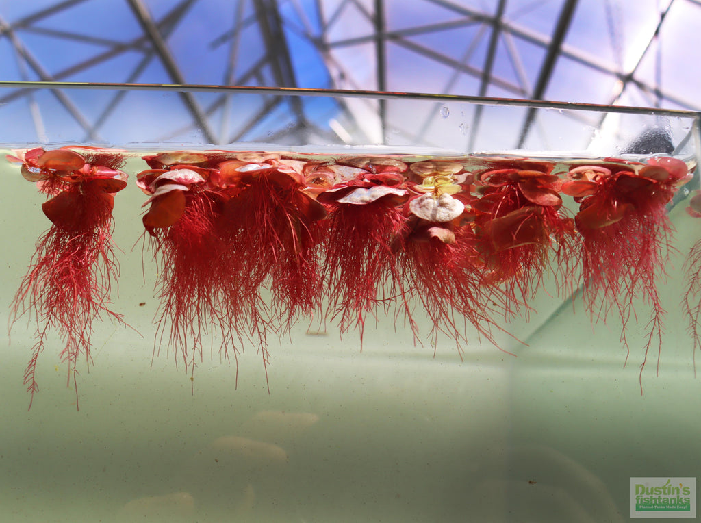 Live Red Root Floater Aquarium Plant product image 18