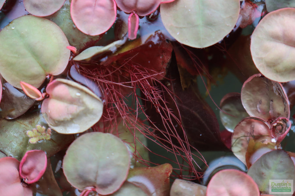 Live Red Root Floater Aquarium Plant product image 19