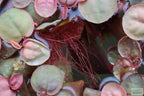 Live Red Root Floater Aquarium Plant product image 19