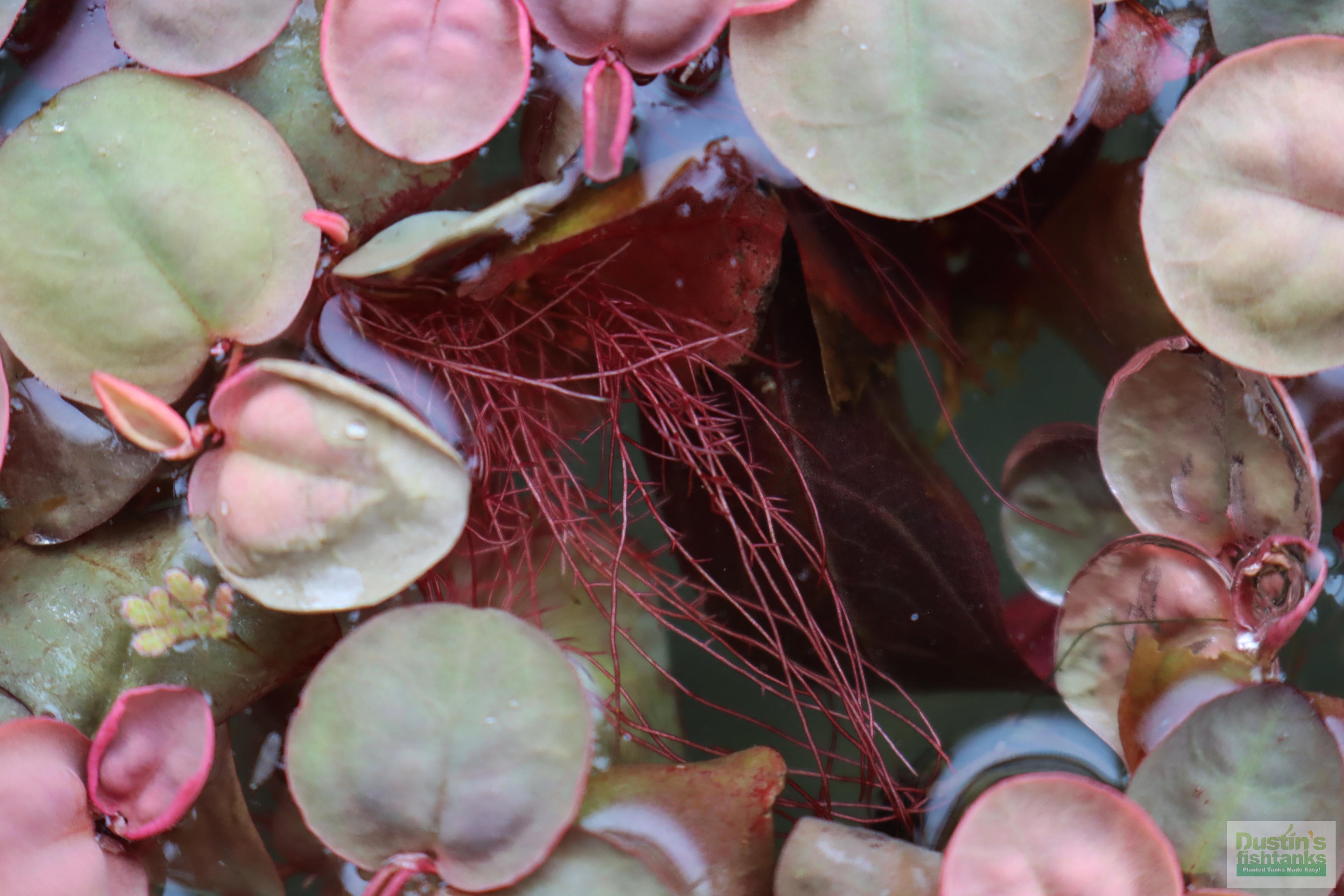 Live Red Root Floater Aquarium Plant product image 19