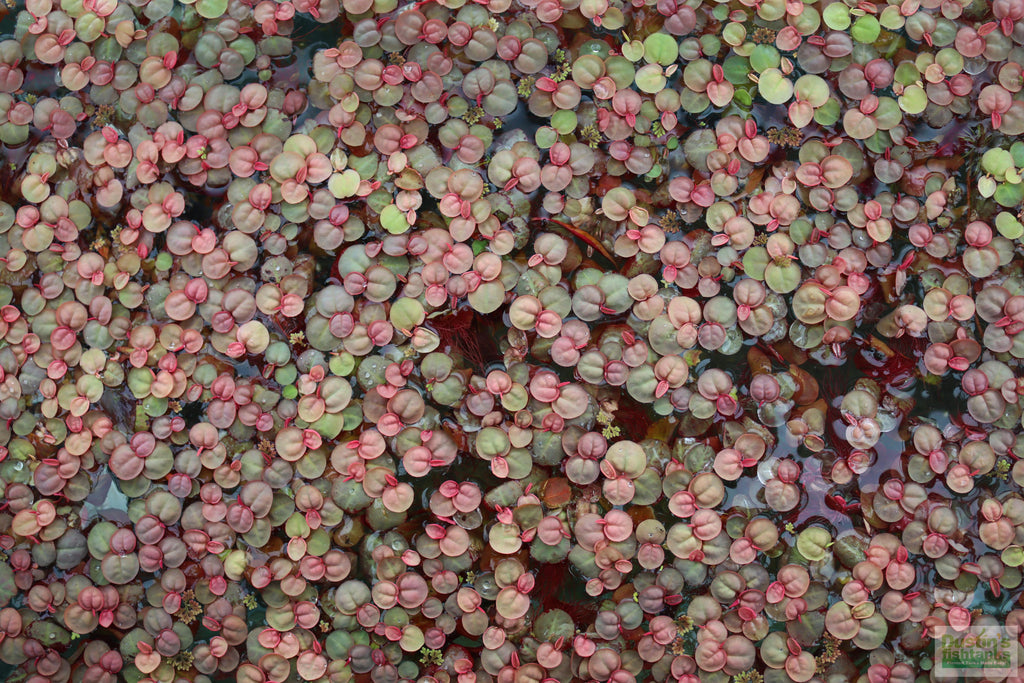 Live Red Root Floater Aquarium Plant product image 20