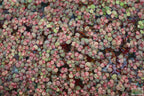 Live Red Root Floater Aquarium Plant product image 20
