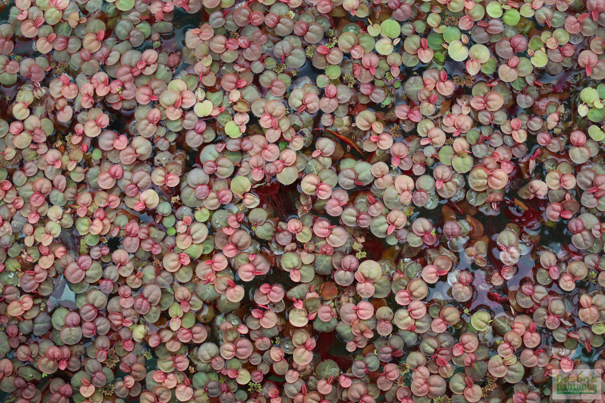 Live Red Root Floater Aquarium Plant product image 20