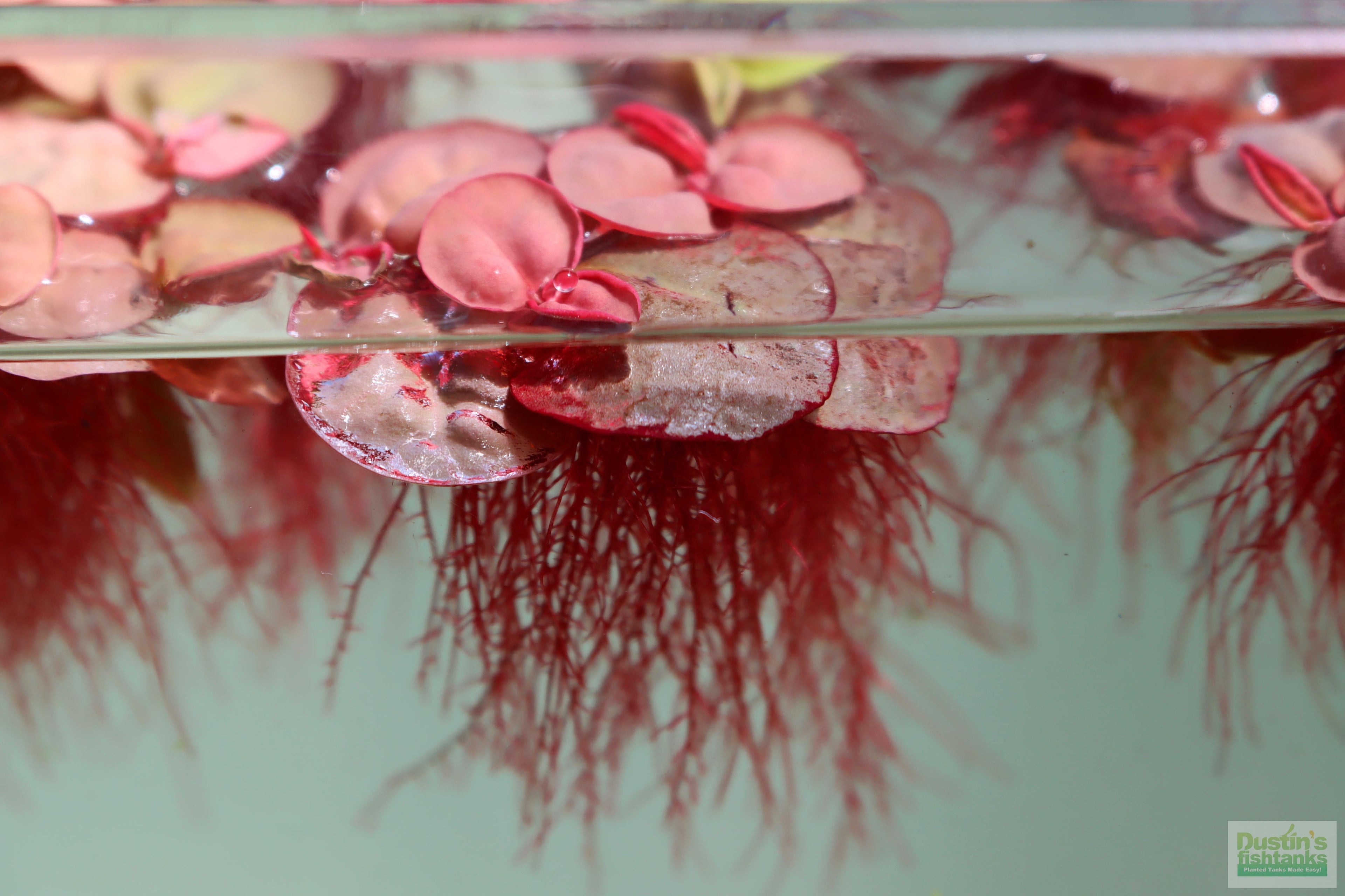 Live Red Root Floater Aquarium Plant product image 21