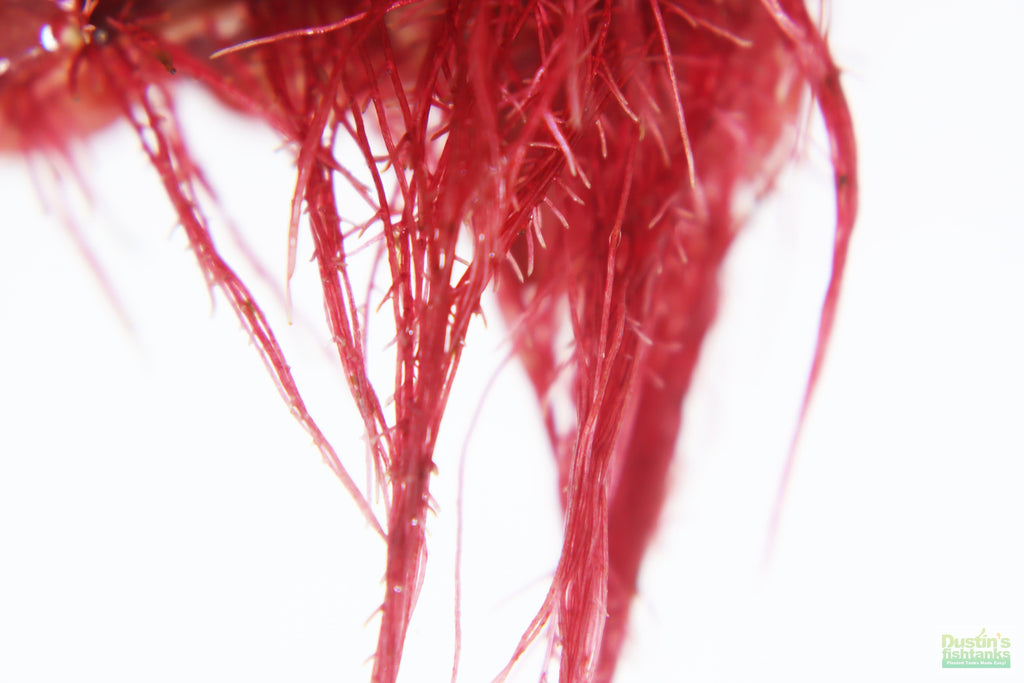 Live Red Root Floater Aquarium Plant product image 22