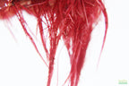 Live Red Root Floater Aquarium Plant product image 22
