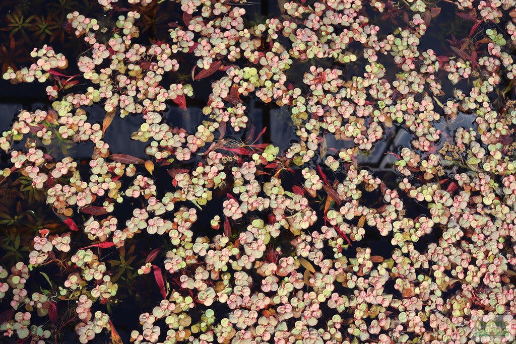 Live Red Root Floater Aquarium Plant product image 24