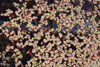 Live Red Root Floater Aquarium Plant product image 24