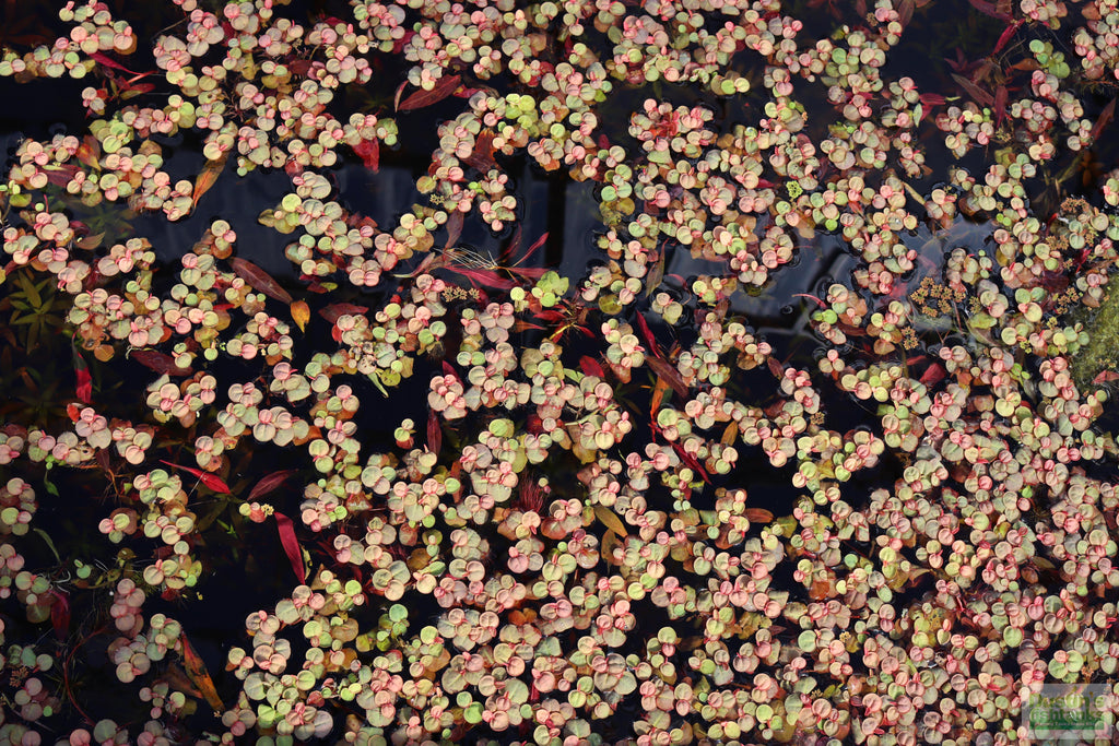 Live Red Root Floater Aquarium Plant product image 25