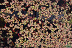 Live Red Root Floater Aquarium Plant product image 25