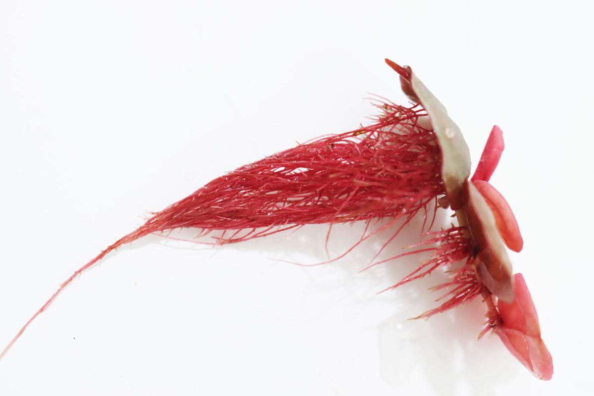 Live Red Root Floater Aquarium Plant, Default Title