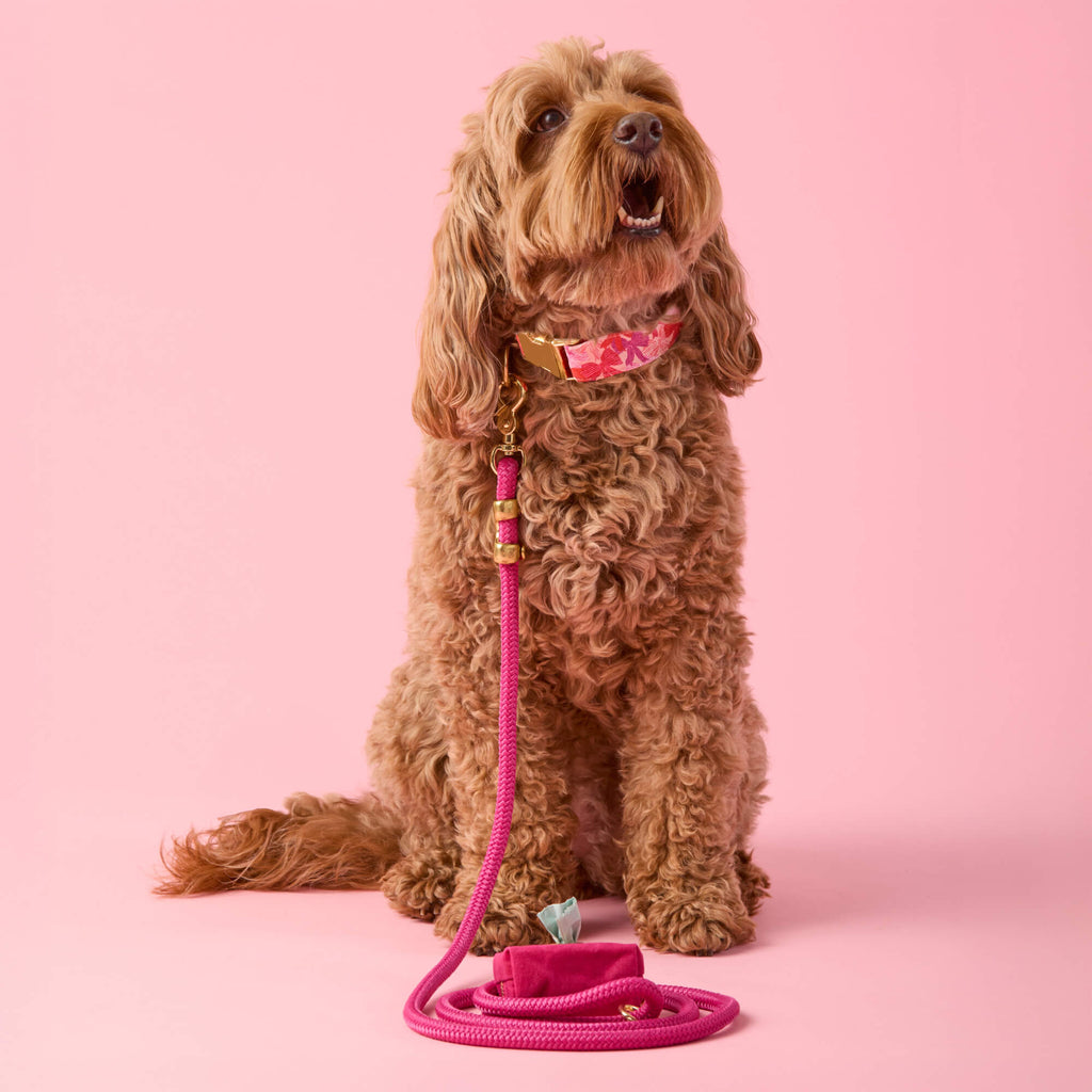 Dog Leash product image 5