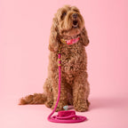 Dog Leash product image 5