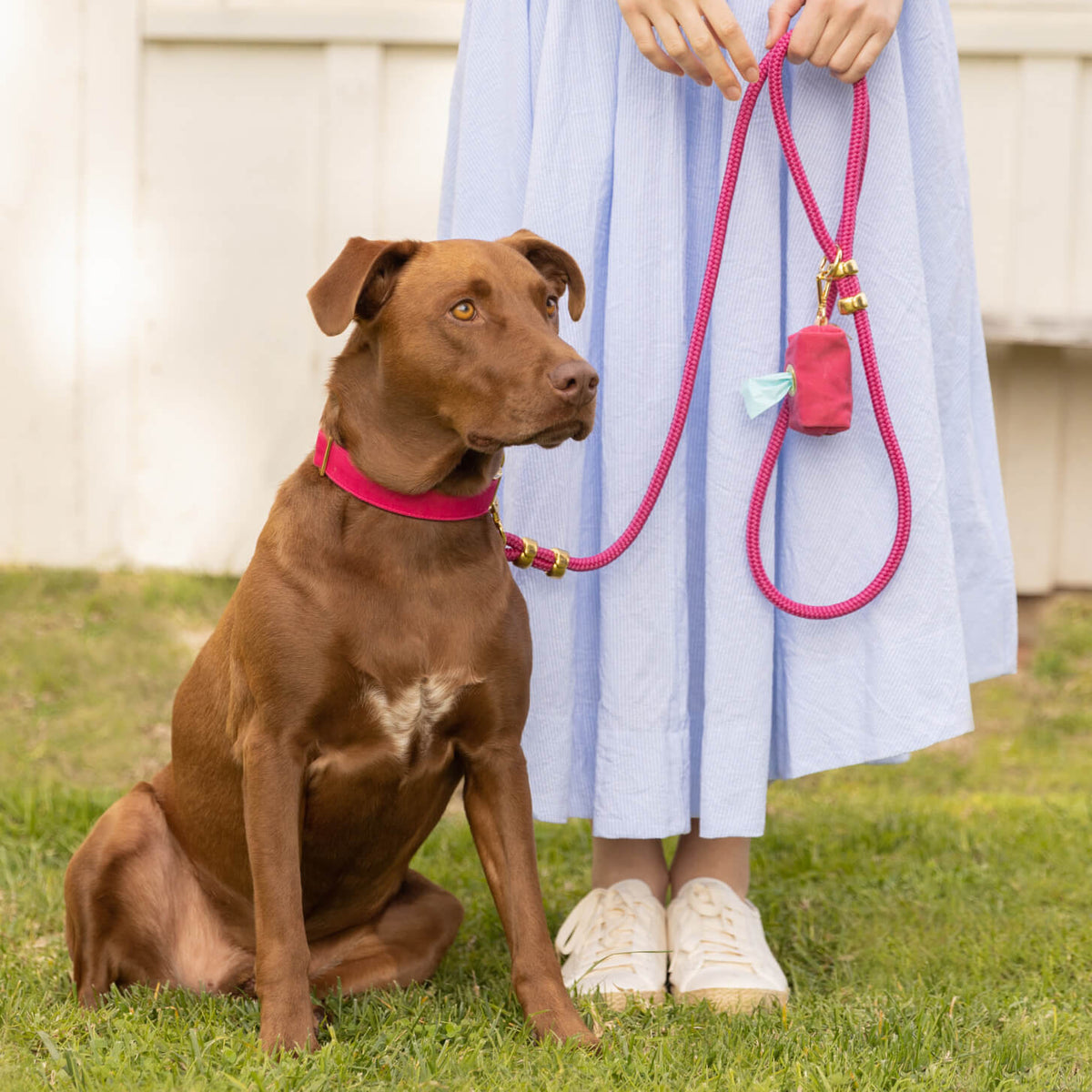 Dog Leash product image 6